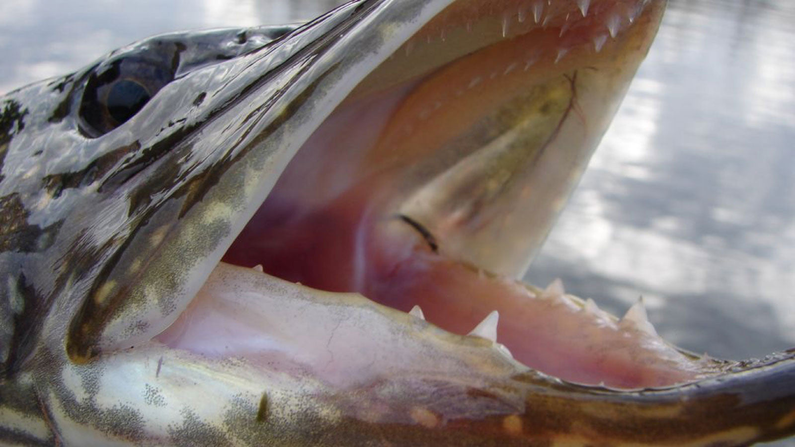 Choosing fishing line for Pike
