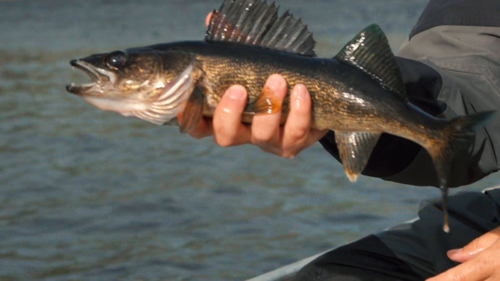 Walleye the Gear you Need