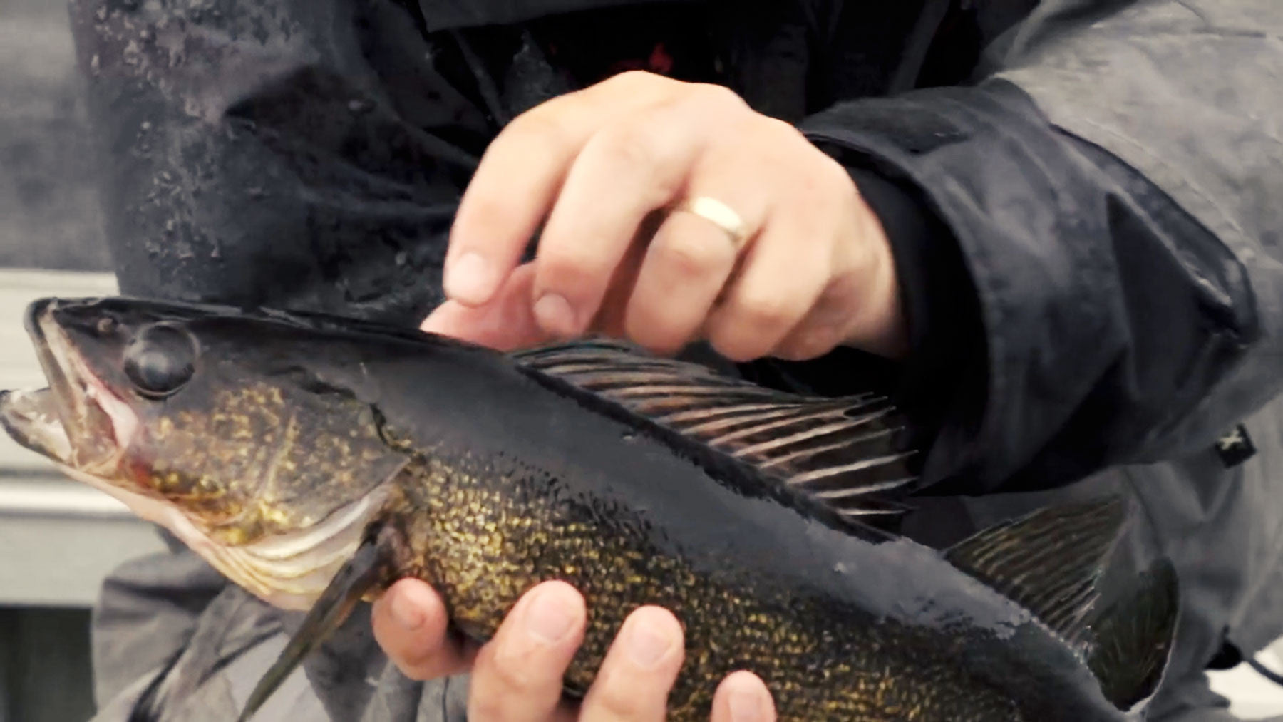 How to Handle Big Walleye